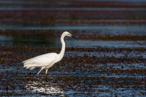 Grande aigrette