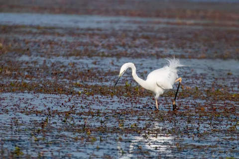 Grande aigrette