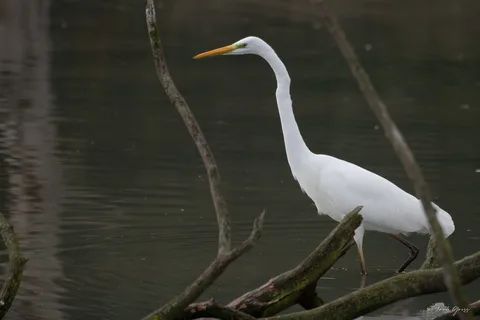 Grande aigrette