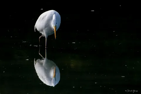 Grande aigrette
