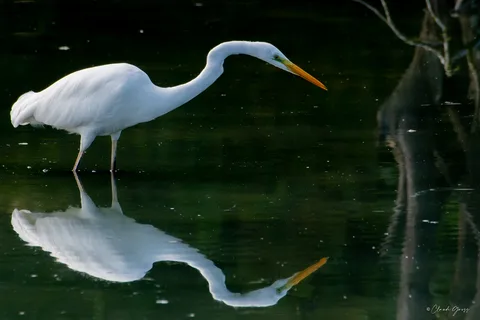 Grande aigrette