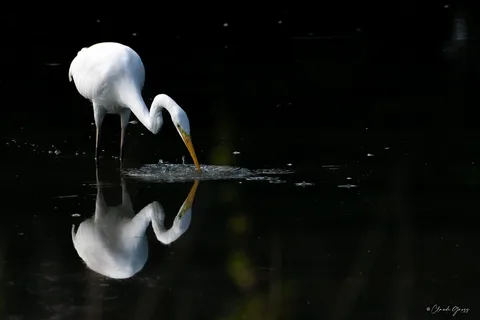 Grande aigrette