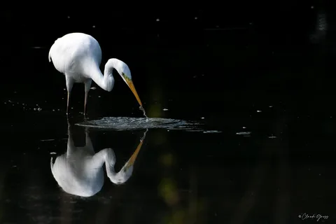 Grande aigrette