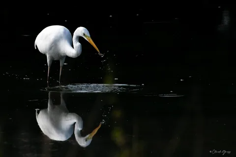 Grande aigrette
