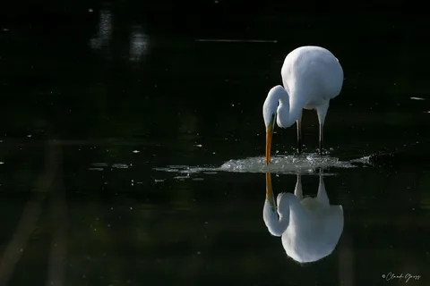 Grande aigrette