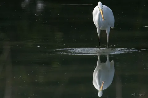 Grande aigrette