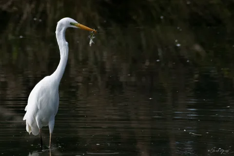 Grande aigrette