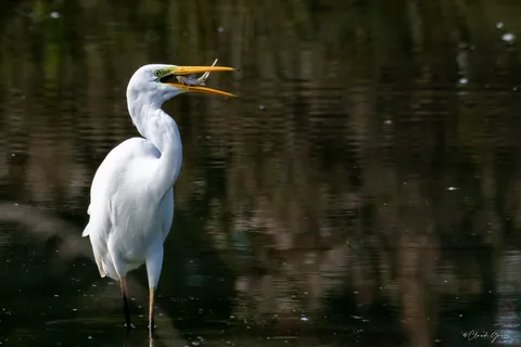 Grande aigrette