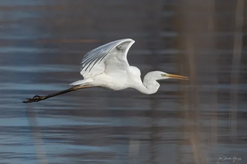 Grande aigrette