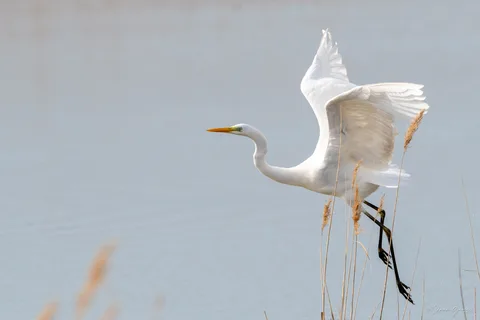 Grande aigrette