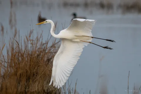 Grande aigrette