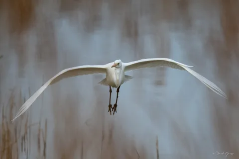 Grande aigrette