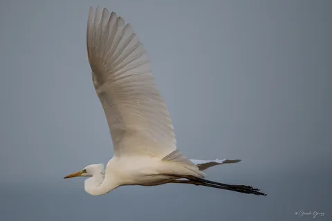 Grande aigrette