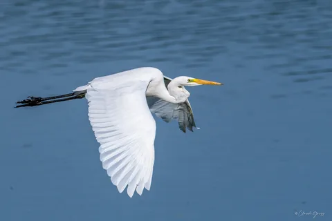 Grande aigrette
