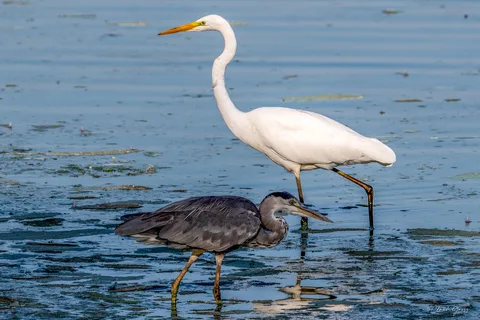 Héron cendré et Grande aigrette
