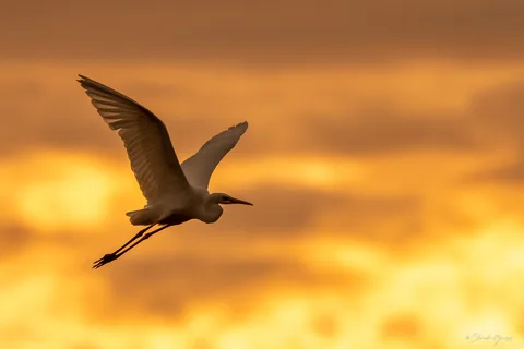 Grand aigrette