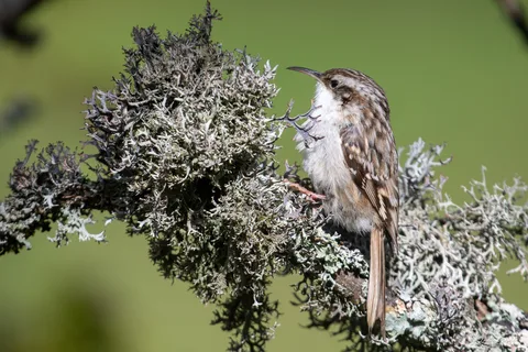 Grimpereau des jardins