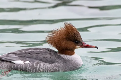 Harle bièvre ♀