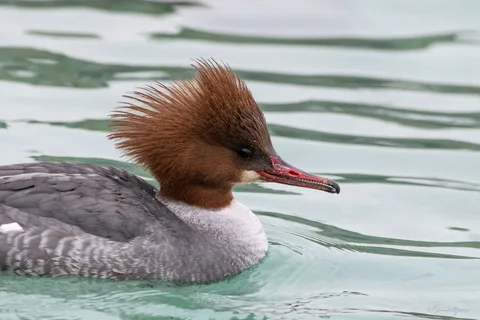 Harle bièvre ♀
