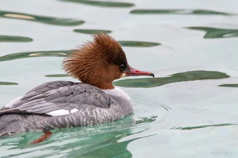 Harle bièvre ♀
