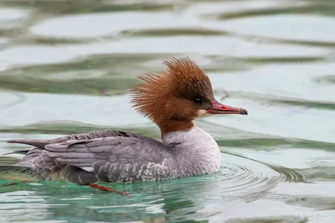 Harle bièvre ♀