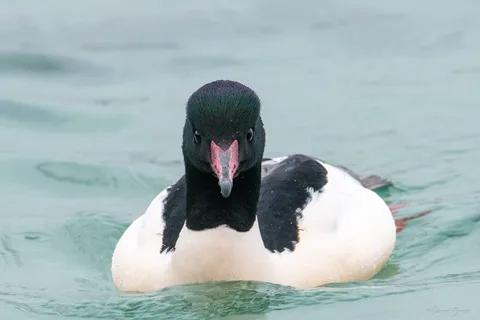 Harle bièvre ♂