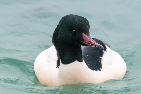 Harle bièvre ♂