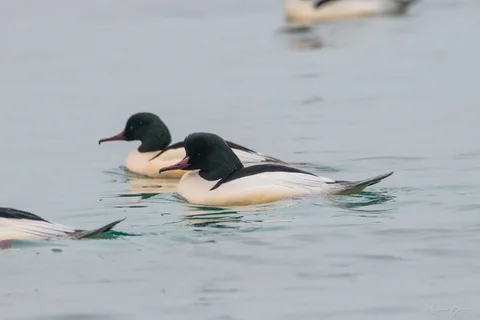 Harle bièvre