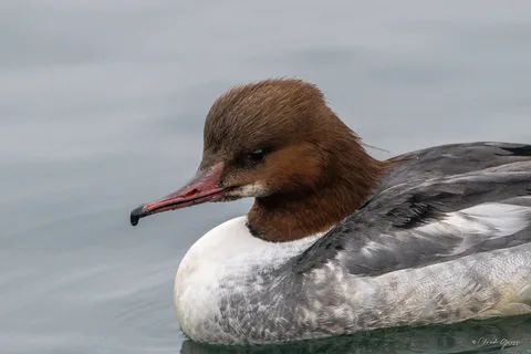 Harle bièvre ♀