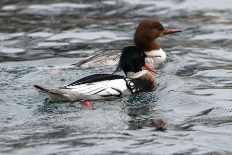 Harle huppé ♂  (et harle bièvre ♀)
