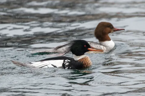 Harle huppé ♂  (et harle bièvre ♀)