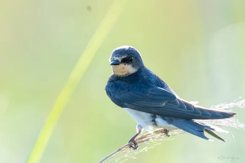 Hirondelle rustique
