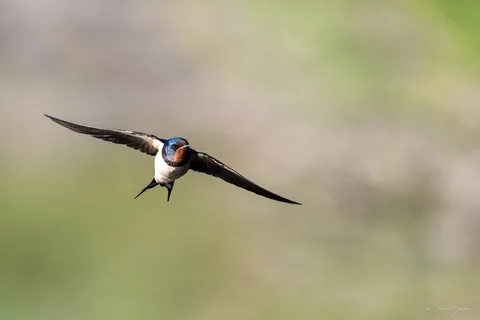Hirondelle rustique