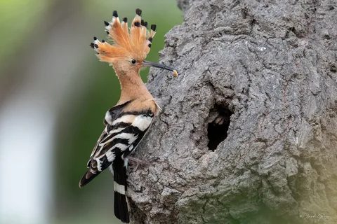 Huppe fasciée