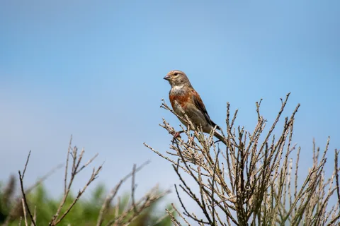 Linotte mélodieuse