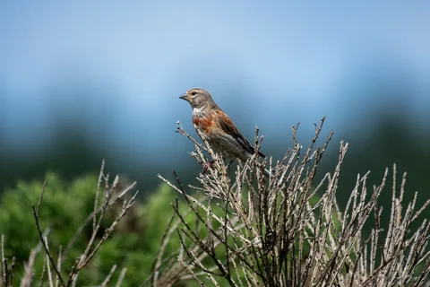Linotte mélodieuse