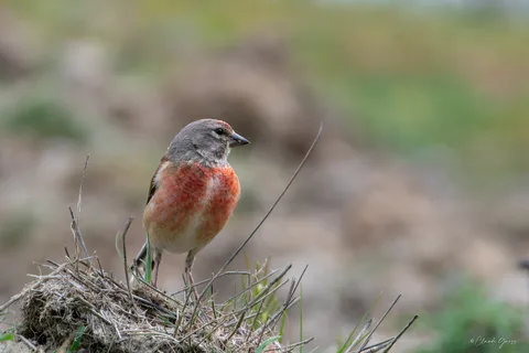 Linotte mélodieuse