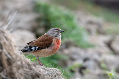 Linotte mélodieuse