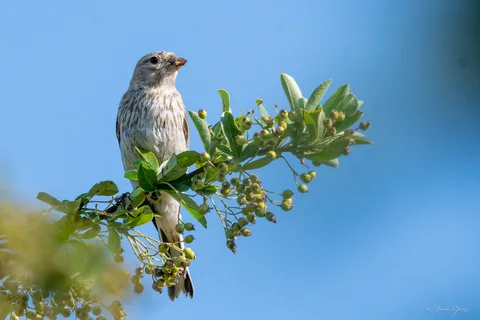 Linotte mélodieuse