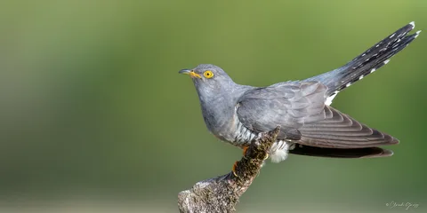Coucou gris