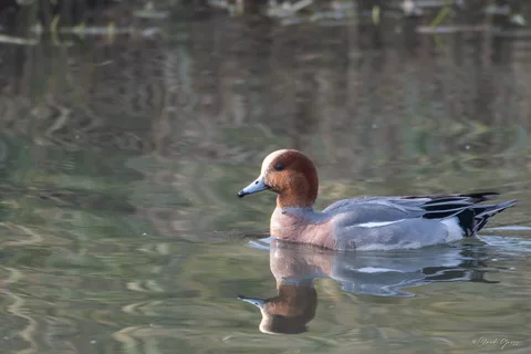 Canard siffleur