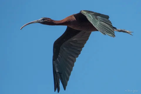 Ibis falcinelle