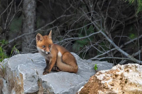 Renard roux