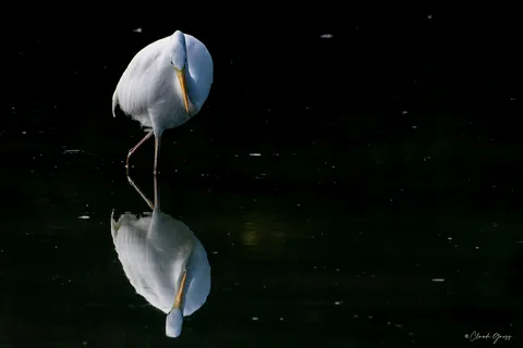 Grande aigrette