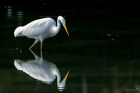 Grande aigrette
