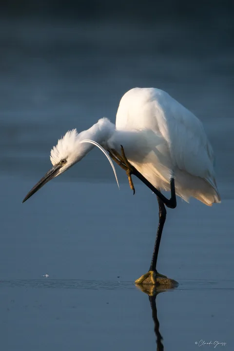 Aigrette garzette