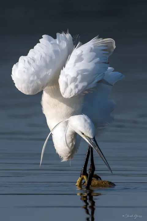 Aigrette garzette