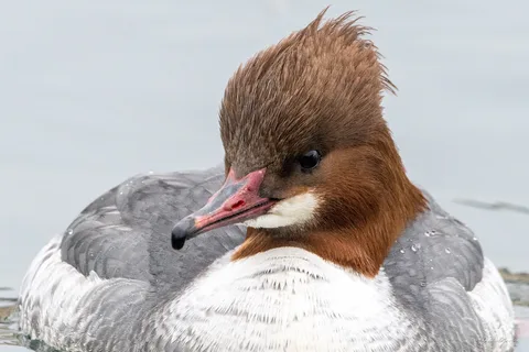 Harle bièvre ♀