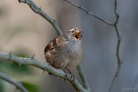Troglodyte mignon