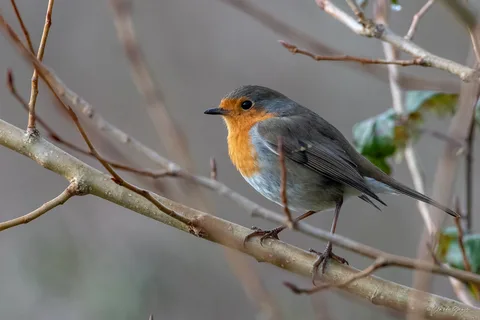 Rougegorge familier
